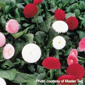 Bellis Tasso Mix - Bloom