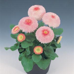Bellis Tasso Strawberries & Cream - Bloom