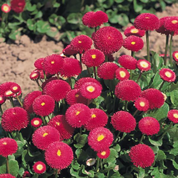 Bellis Tasso Deep Rose - Bloom