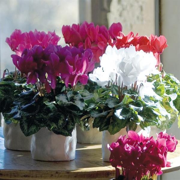 Latinia® Mix Cyclamen - Bloom