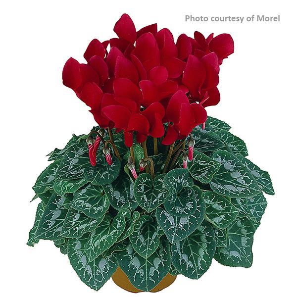 Latinia® Scarlet Red Cyclamen - Bloom
