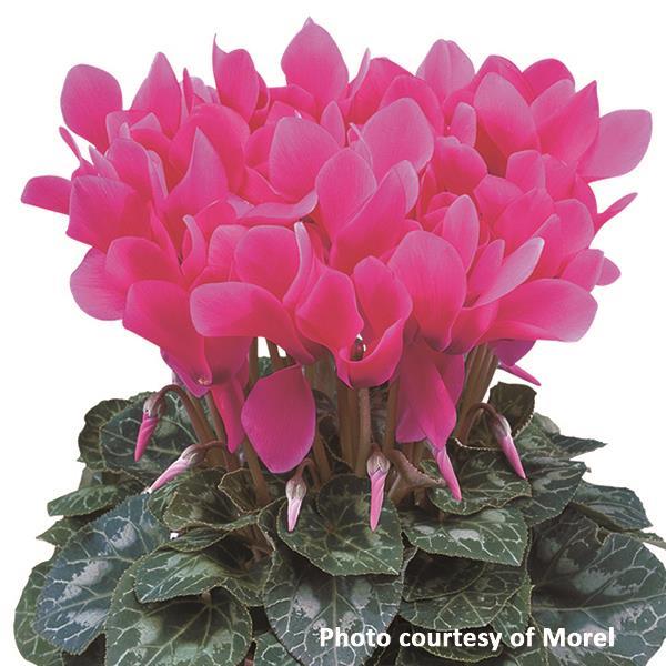 Latinia® Deep Rose Cyclamen - Bloom