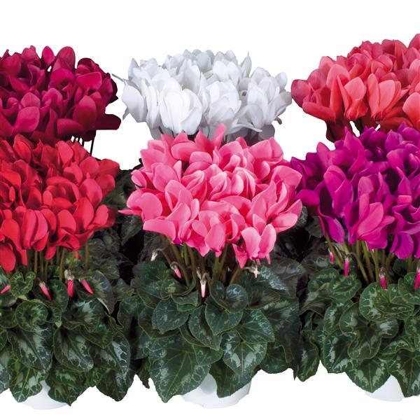 Latinia® Success Mix Cyclamen - Bloom