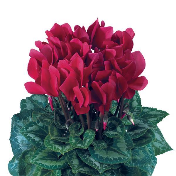 Latinia® Success Deep Magenta Cyclamen - Bloom