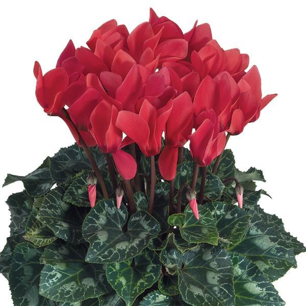 Latinia® Success Deep Salmon Cyclamen - Bloom
