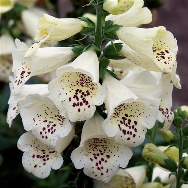 Digitalis Camelot Cream - Bloom