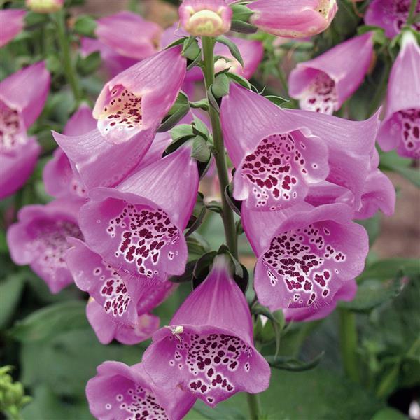 Digitalis Camelot Lavender - Bloom