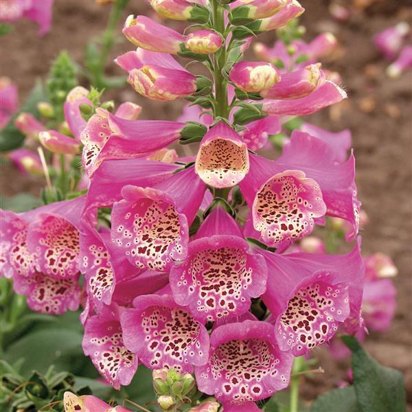 Digitalis Camelot Rose - Bloom
