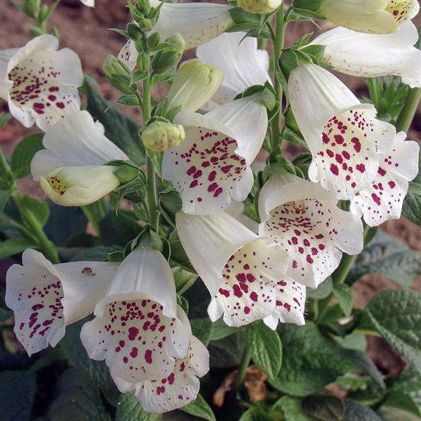 Digitalis Camelot White - Bloom
