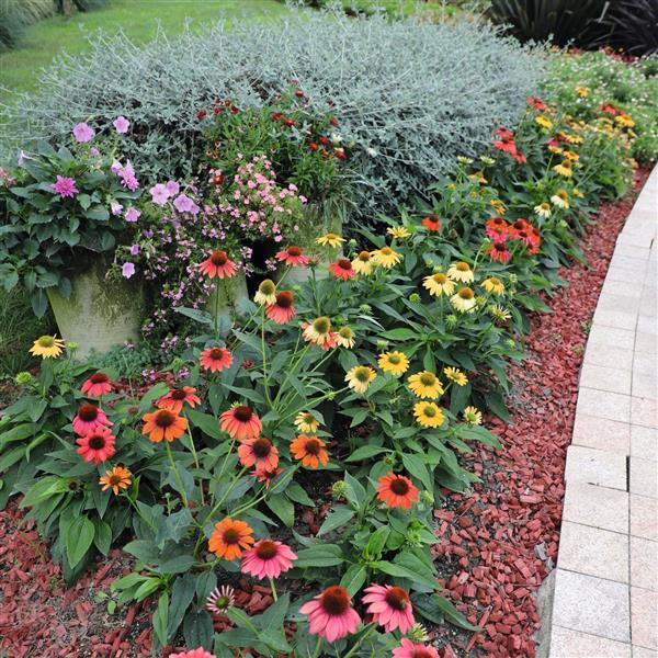 Echinacea Pollynation ApeX Mix - Landscape