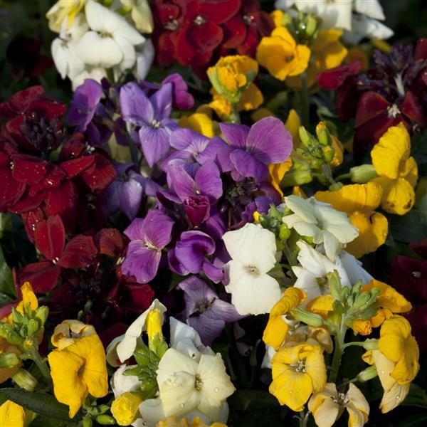 Sugar Rush Mix Erysimum