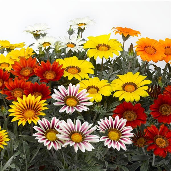 Kiss™ Frosty Mix Gazania - Bloom