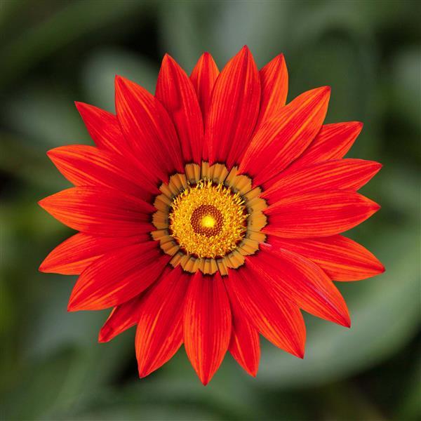 Kiss™ Red Gazania - Bloom