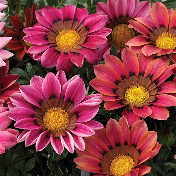 Kiss™ Rose Gazania - Bloom