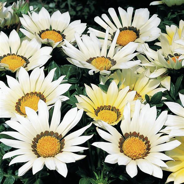 Kiss™ White Gazania - Bloom