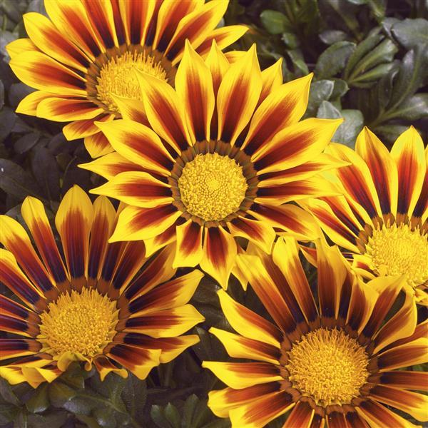 Kiss™ Yellow Flame Gazania - Bloom