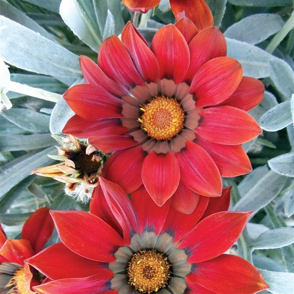 Kiss™ Frosty Red Gazania - Bloom
