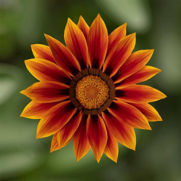 Kiss™ Golden Flame Gazania - Bloom