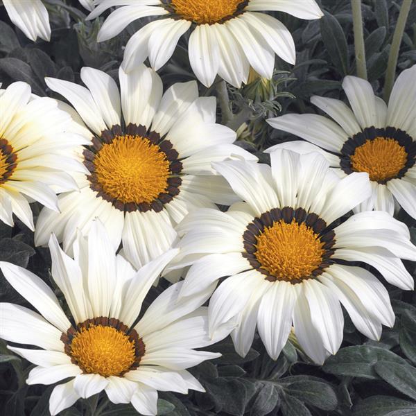 Kiss™ Frosty White Gazania - Bloom