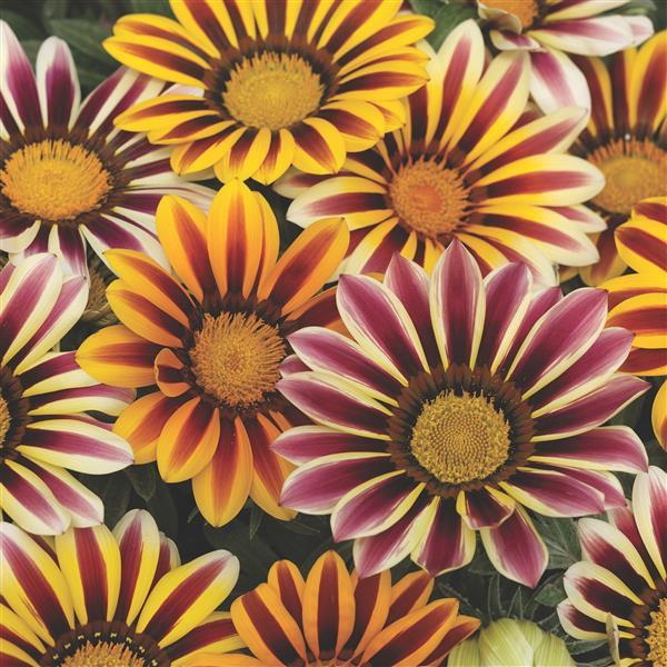 Kiss™ Flame Mix Gazania - Bloom