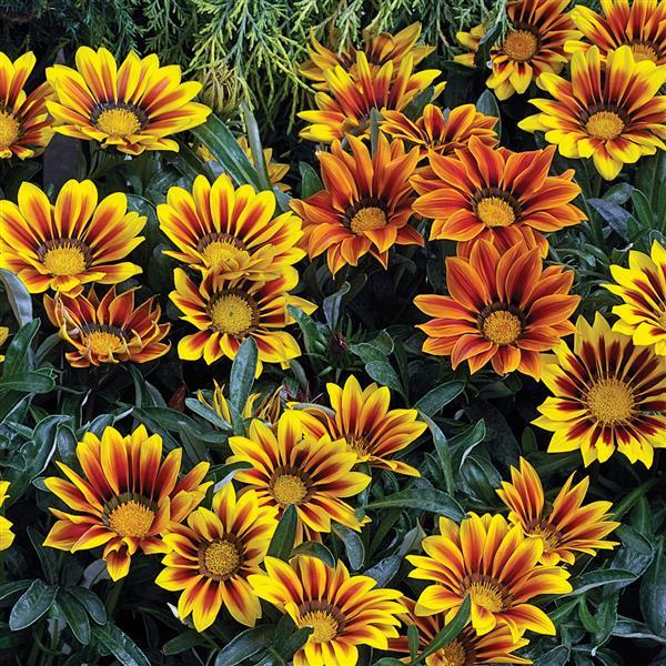 Kiss™ Frosty Flame Mix Gazania - Bloom