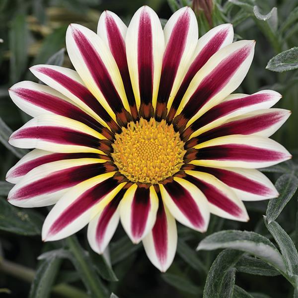 Kiss™ Frosty White Flame Gazania - Bloom