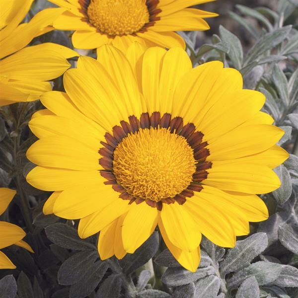 Kiss™ Frosty Yellow Gazania - Bloom
