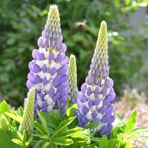 Lupin Mini Gallery Blue Bicolor - Bloom