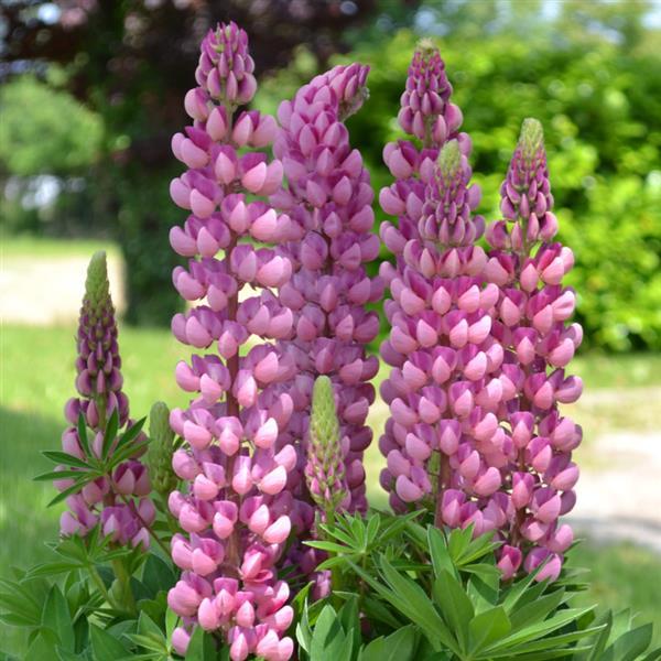 Lupin Mini Gallery Pink - Bloom