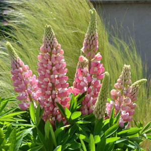 Lupin Mini Gallery Pink Bicolor - Bloom