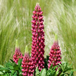 Lupin Mini Gallery Red - Bloom