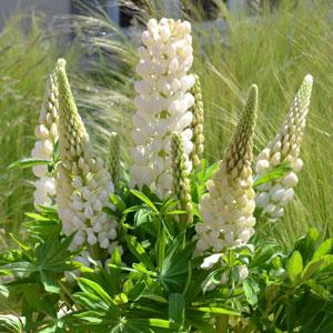 Lupin Mini Gallery White - Bloom