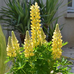 Lupin Mini Gallery Yellow - Bloom