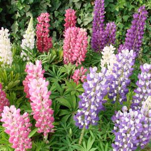 Lupin Mini Gallery Mixture - Bloom