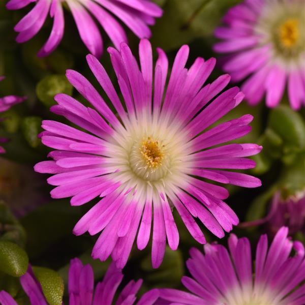 Delosperma hybrid Ocean Sunset™ Violet Flare - Bloom