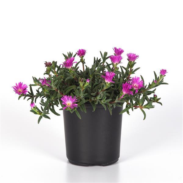 Delosperma hybrid Ocean Sunset™ Violet Flare - Container