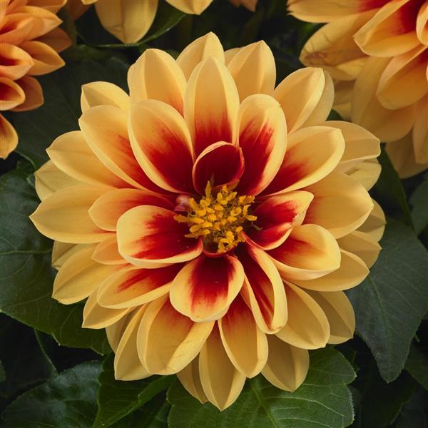 Dahlietta® Candy Dahlia - Bloom