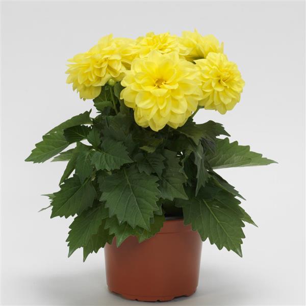 Dahlietta® Julia Dahlia - Container