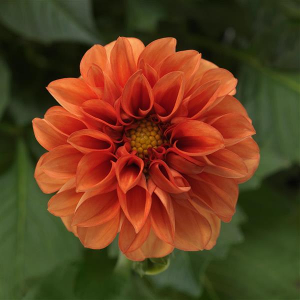 Dahlietta® Rachel Dahlia - Bloom