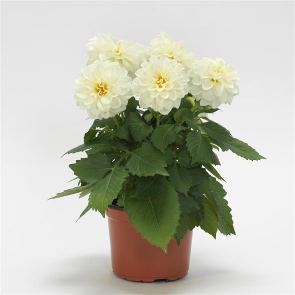 Dahlietta® Blanca Dahlia - Container