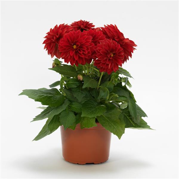 Dahlietta® Tessy Dahlia - Container