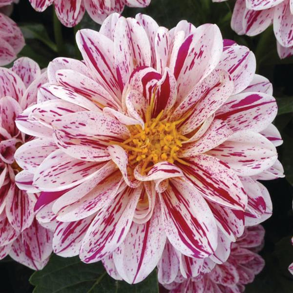 Dahlietta® Paula Dahlia - Bloom