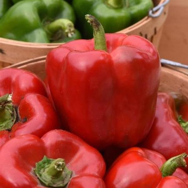 Red Standard III Pepper