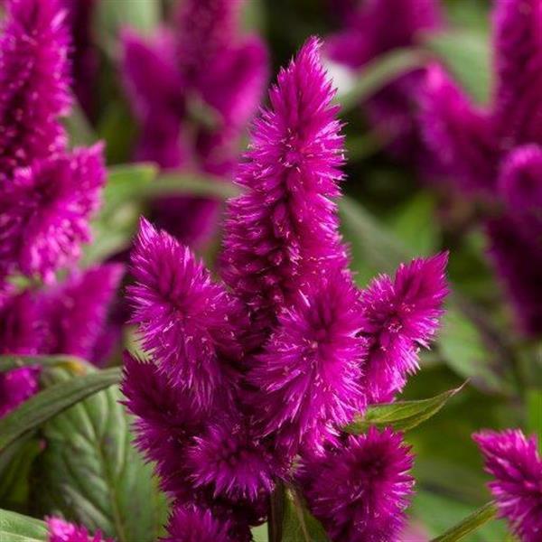 Intenz™ Dark Purple Celosia - Bloom