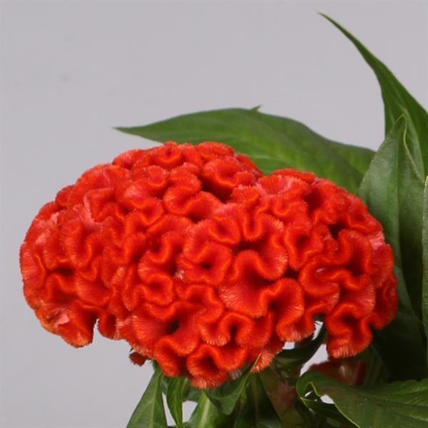 Twisted Bright Orange Celosia - Bloom