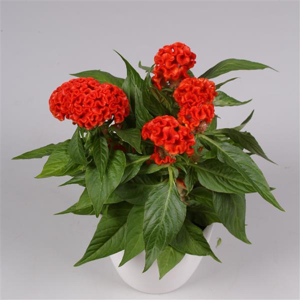 Twisted Bright Orange Celosia - Container