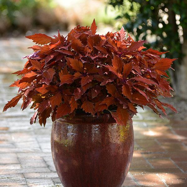 FlameThrower™ Habanero Coleus - Container
