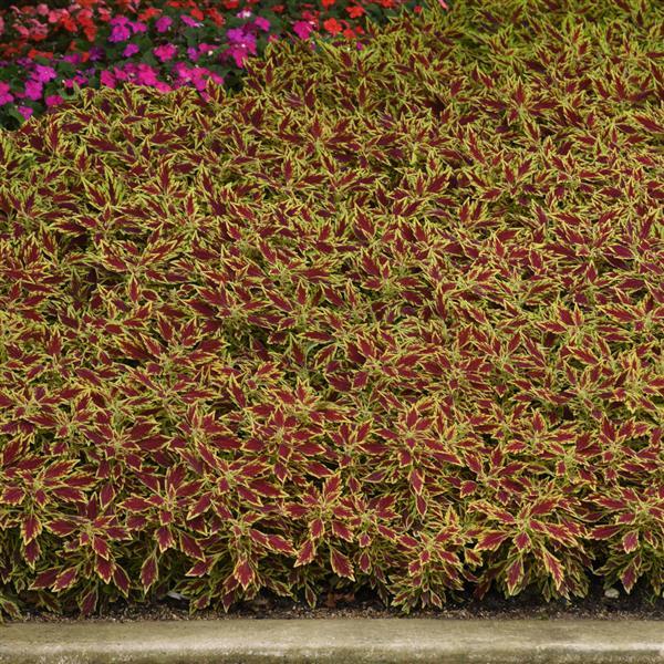 FlameThrower™ Serrano Coleus - Landscape