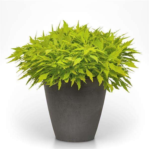 FlameThrower™ Salsa Verde Coleus - Container