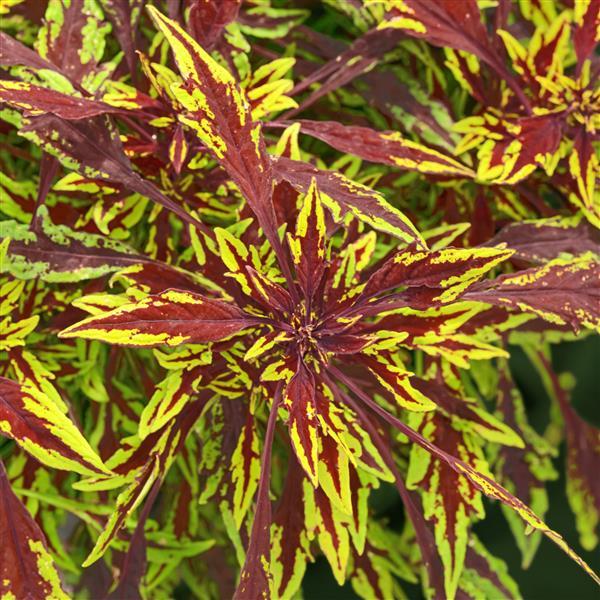 FlameThrower™ Chipotle Coleus - Bloom
